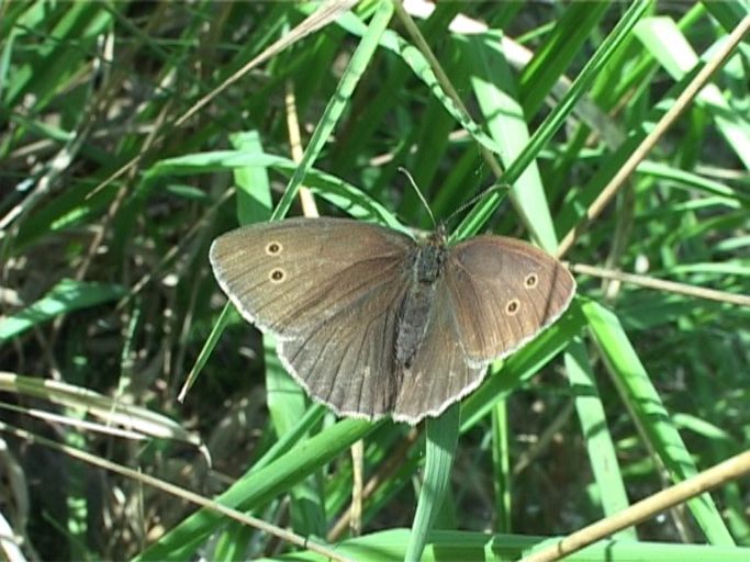 Brauner Waldvogel ( Aphantopus hyperantus ), Männchen : Brüggen, Brachter Wald 16.07.2009